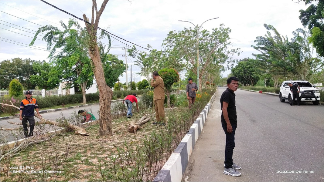 DLH Rohil Evakuasi Pohon Kering Agar Tak Tumbng ke Jalan