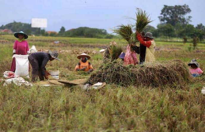 Jika Dikembangkan Lahan Pertanian Di Rohil Sangat Menjanjikan